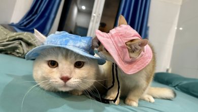 110+ Ảnh con mèo: Chiêm ngưỡng vẻ đẹp tinh nghịch