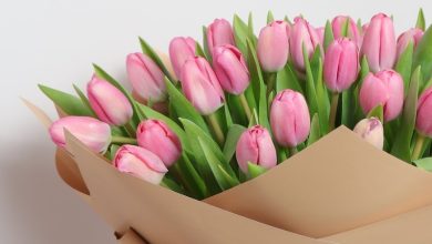 119+ Ảnh hoa tulip: Kiệt tác thiên nhiên đầy màu sắc