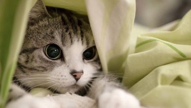 Tổng hợp 157+ Ảnh mèo cute: Đầy đủ các tư thế và biểu cảm
