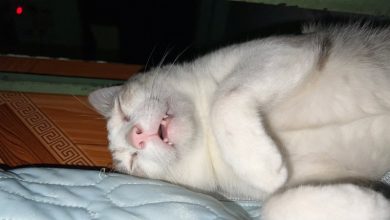 109+ Ảnh mèo cute: Siêu đáng yêu, siêu dễ thương!