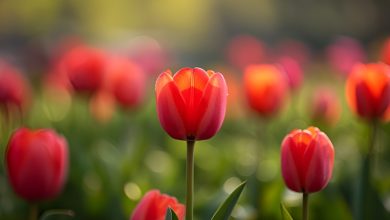 101+ Hình nền điện thoại hoa tulip - Đắm mình trong vẻ đẹp ngọt ngào