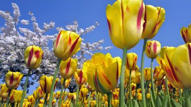 110+ Hình nền hoa Tulip: Mang sắc xuân về mọi góc phòng