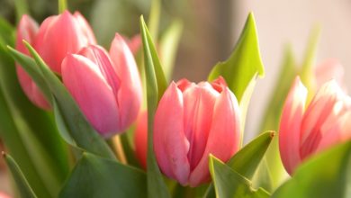 112+ Hình nền hoa tulip vẽ: Thổi hồn vào không gian sống