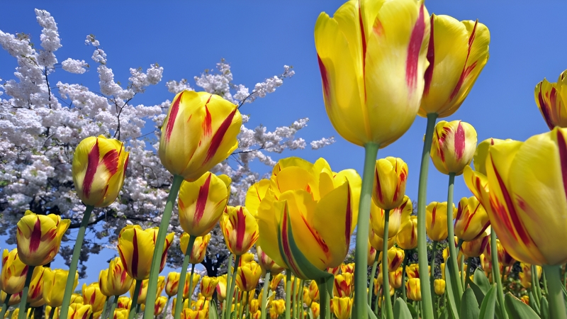 110+ Hình nền hoa Tulip: Mang sắc xuân về mọi góc phòng