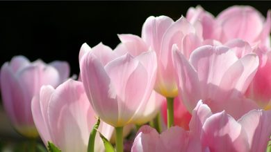 126+ loài hoa tulip đẹp mê hồn: Sự quyến rũ khó cưỡng