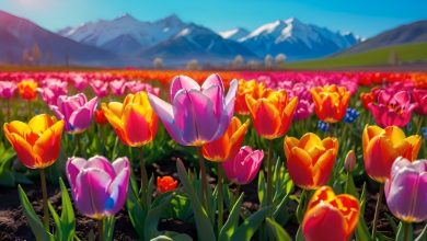 141+ Hoa tulip hình nền: Đắm mình trong sắc màu xuân