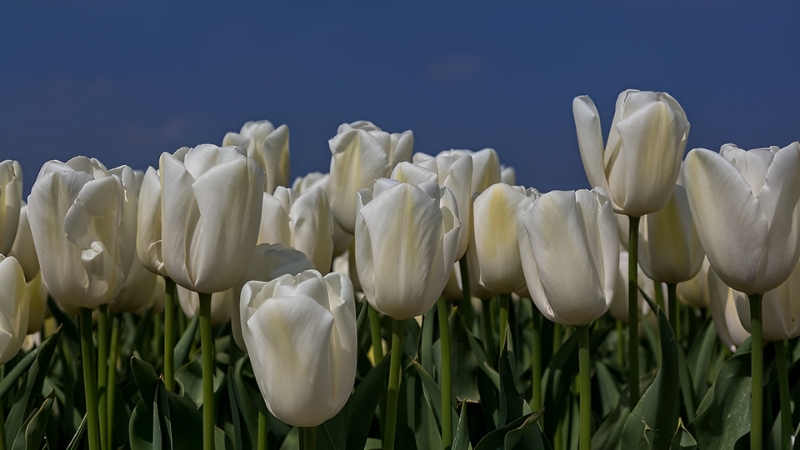 116+ Hoa tulip trắng tinh khôi: Biểu tượng của tình yêu thuần khiết