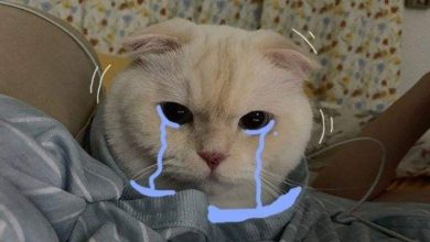 111+ Meme buồn: Khi trái tim muốn được lắng nghe