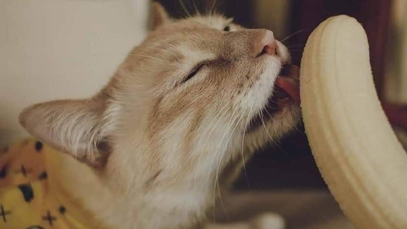 116+ Meme Mèo Hài Hước Nhất: Bảo Hành Cười Ngất Ngưởng