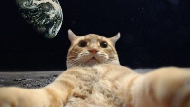 116+ Meme mèo siêu hài: Cười thả ga với những biểu cảm bá đạo
