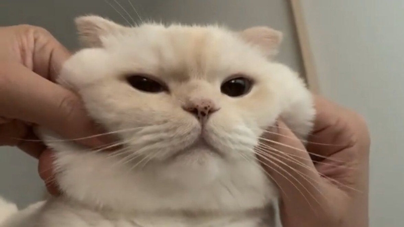 136+ Meme mèo cute: Tan chảy trước những biểu cảm siêu cấp đáng yêu