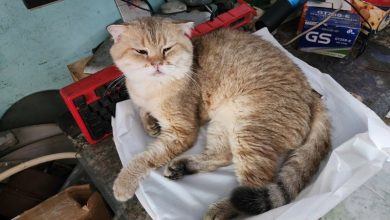 133+ Ảnh mèo cute: Từ đáng yêu đến hài hước