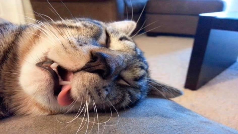 156+ Ảnh mèo meme: Cười thả ga với thế giới mèo hài hước